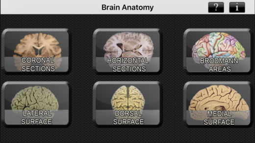 Brain Anatomyͼ0