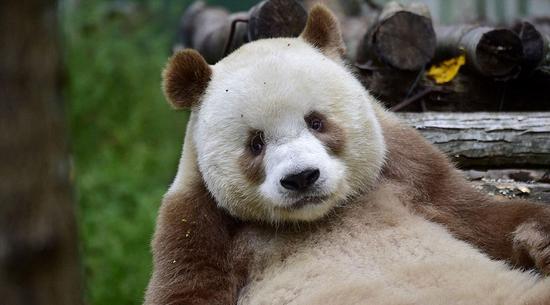 大熊猫七仔被生着生着没墨了变成棕色大熊猫高清组图