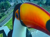 巴西两只巨嘴鸟试图吞下摄像头 巴西坎皮纳斯高速监控摄像头袭击:我当时害怕