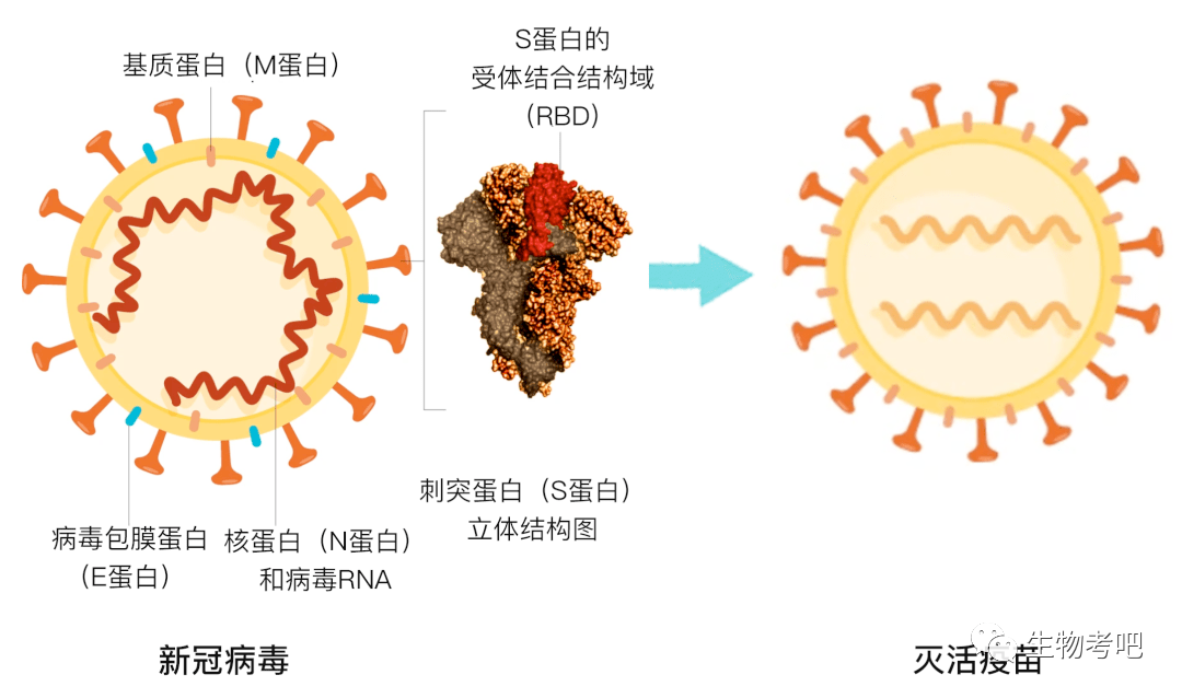 vero新冠疫苗是什麼牌子長春生物新冠疫苗vero細胞