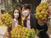 韩国果农偷日本葡萄品种后诡辩 具体怎么回事?