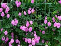 蔷薇花的养殖方法和注意事项,蔷薇花如何种植,蔷薇养殖与注意事项？
