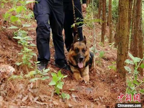 警犬巡逻嗅出毒品是怎么回事，关于警犬巡逻嗅出毒品怎么办的新消息。