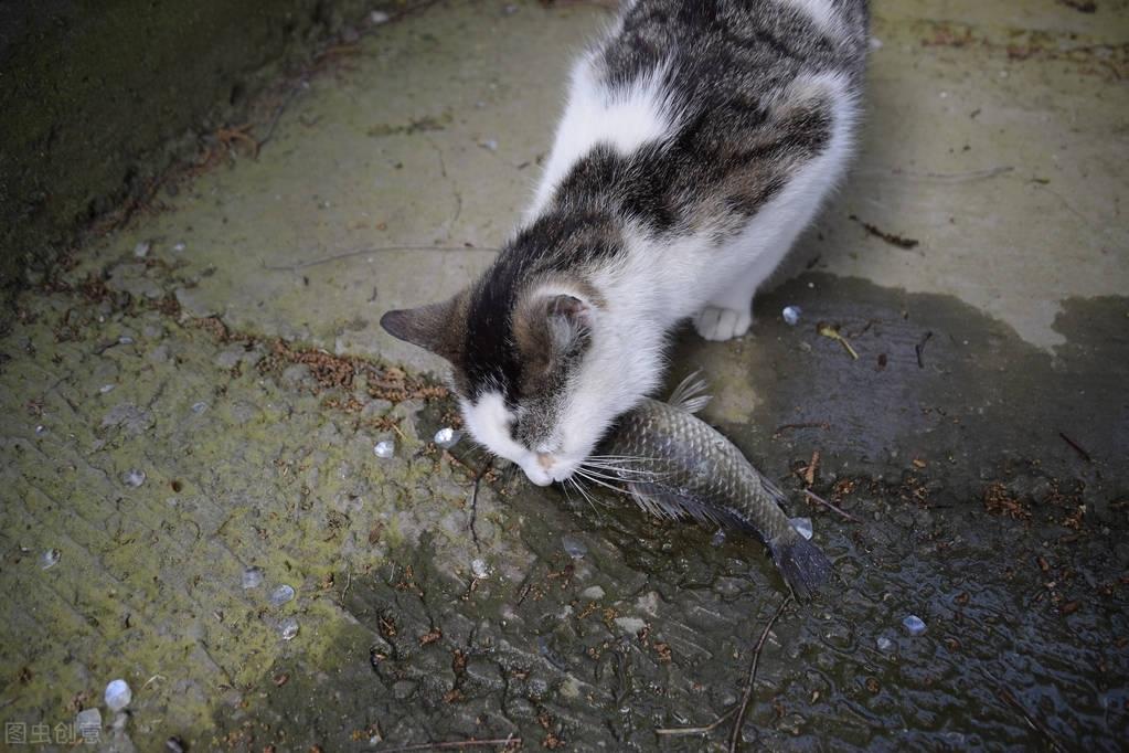 没想到鱼缸还能养猫是怎么回事，关于没想到鱼缸还能养猫吗的新消息。