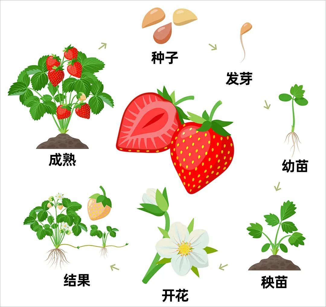 草莓打农药和激素还能放心吃吗,究竟是怎么一回事?