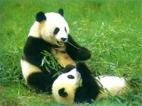 大熊猫丫丫事件2022官网回应,网友呼吁尽早接回旅美大熊猫“丫丫”！中国动物园协会回应