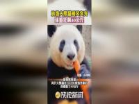 旅俄大熊猫的画风,莫斯科动物园为旅俄大熊猫庆生