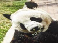 山东省内哪个动物园有大熊猫,山东荣成：动物园里赏雪趣