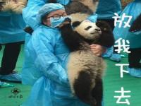 上海动物园养死5只熊猫,上海动物园幼虎被淹死，园方正在调查原因