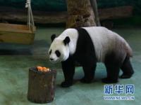 大熊猫圆圆,大熊猫“团团”“圆圆”的故事