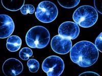 荧光海是海水被污染了么,葫芦岛海边现罕见荧光海是怎么回事 生物荧光海湾的产生条件