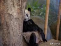 大熊猫丫丫今天,北京动物园：已做好准备迎接大熊猫丫丫