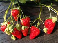 白草莓品种排名,黑草莓、白草莓、粉草莓，红草莓，哪种才是yyds？