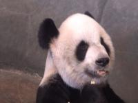 大熊猫丫丫回国日期,北京动物园：正办理旅美大熊猫“丫丫”回国手续