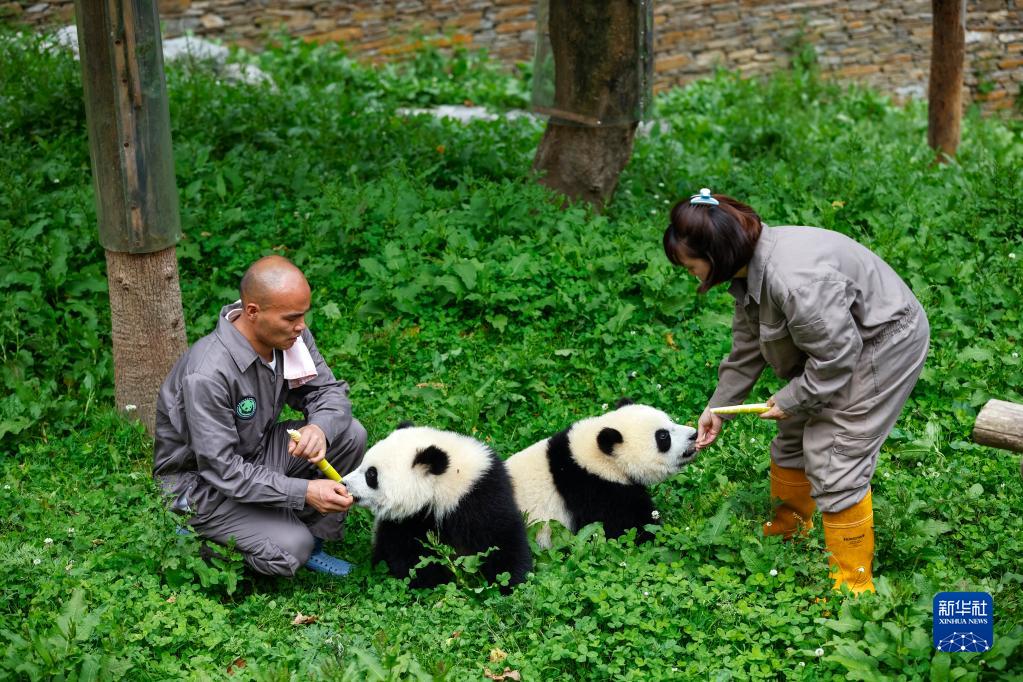 飼養員回憶汶川地震時轉移大熊貓,究竟是怎麼一回事?_多特軟件資訊