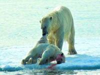 北极熊会吃人吗_北极熊会吃人吗?