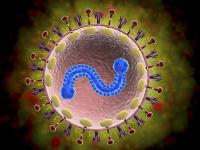 rsv病毒和新冠哪个严重二者区别 合胞病毒感染几天能好