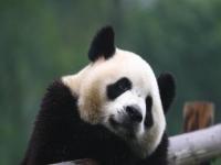 俄罗斯大熊猫_俄罗斯大熊猫视频