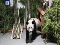 北京动物园发布大熊猫丫丫最新视频_北京动物园发布大熊猫丫丫最新视频是真的吗