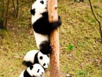 大熊猫怎么爬树_大熊猫怎么爬树的描写