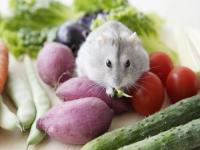 仓鼠可以吃哪些水果和蔬菜_仓鼠可以吃哪些水果和蔬菜,熟的吗