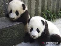 大熊猫人脸app_大熊猫人脸表情