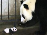 熊猫长大后记得母亲吗_熊猫长大后记得饲养员吗