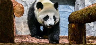 熊猫长牙了莫斯科动物园第一时间展示_旅俄大熊猫“丁丁”幼崽开始长牙啦