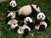 今年已有15只旅外大熊猫回国_今年已有15只旅外大熊猫回国！