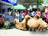 中国野生骆驼数量有多少_中国吃骆驼肉违法吗