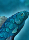Fish out of Water Ӣİ