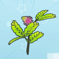 含羞草