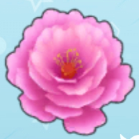 牡丹花