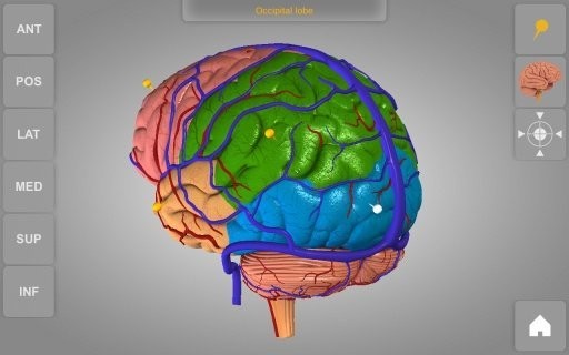 3dԲ(brain 3d)