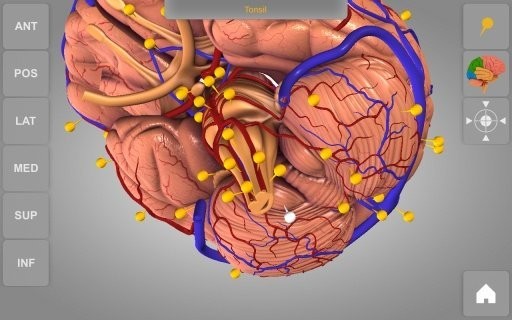 3dԲ(brain 3d)ͼ2