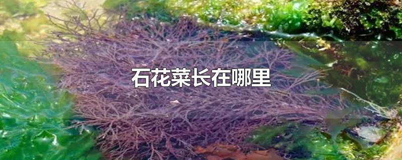 ʯ˳