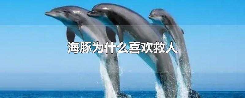 Ϊʲôϲ