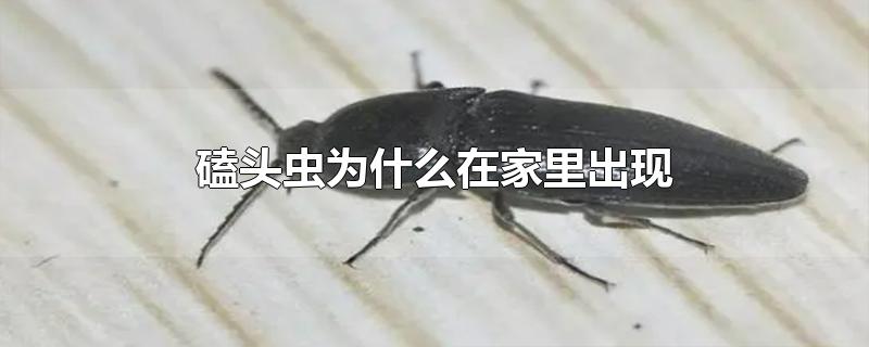 ͷΪʲôڼ
