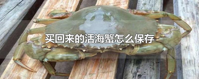 Ļзô