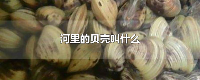 ıǽʲô