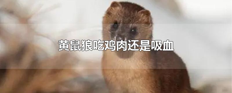 黄鼠狼吃鸡肉还是吸血