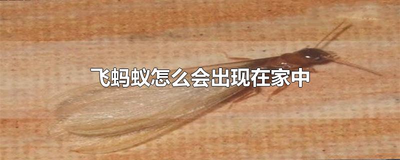 ôڼ