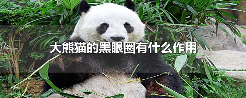 èĺȦʲô