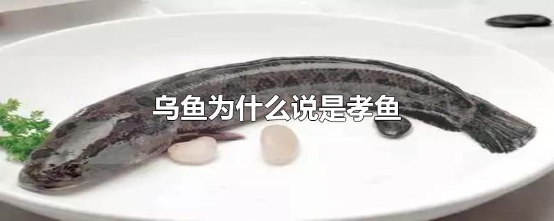 Ϊʲô˵Т