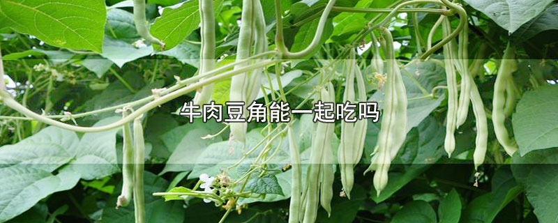 ţⶹһ