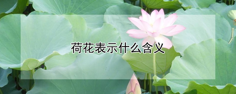 ɻʾʲô壨ɻʲôԢ⣩