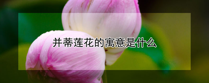 ԢʲôЩ壿