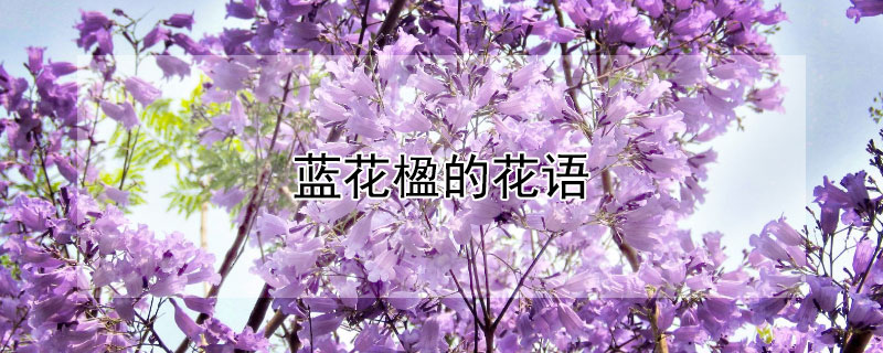 麵Ļ