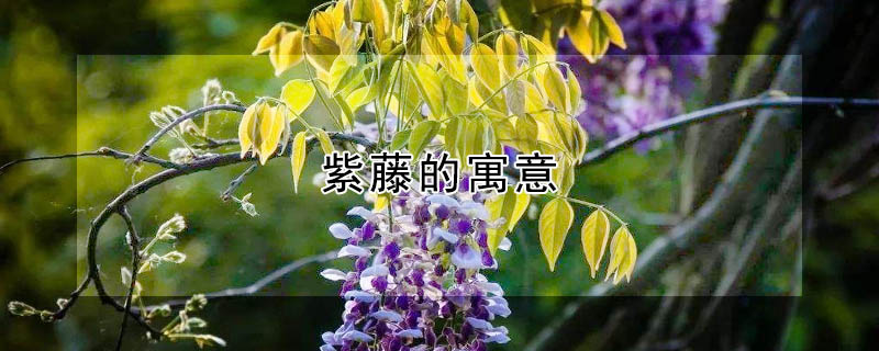 ٵԢʲôʲô壿