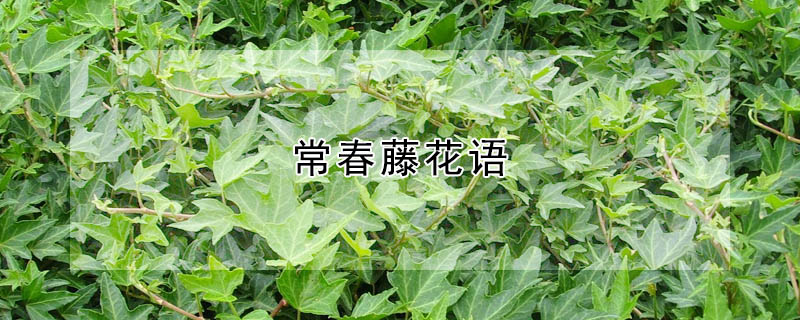 ٵĻʲôԢ⣩